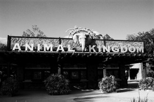 The Animal Kingdom at Disney World