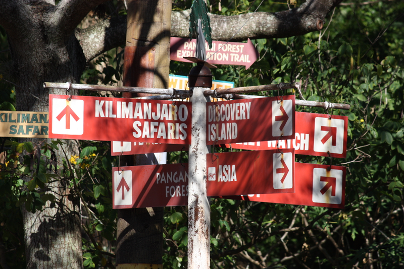 Follow the sign to Kilimanjaro Safaris!