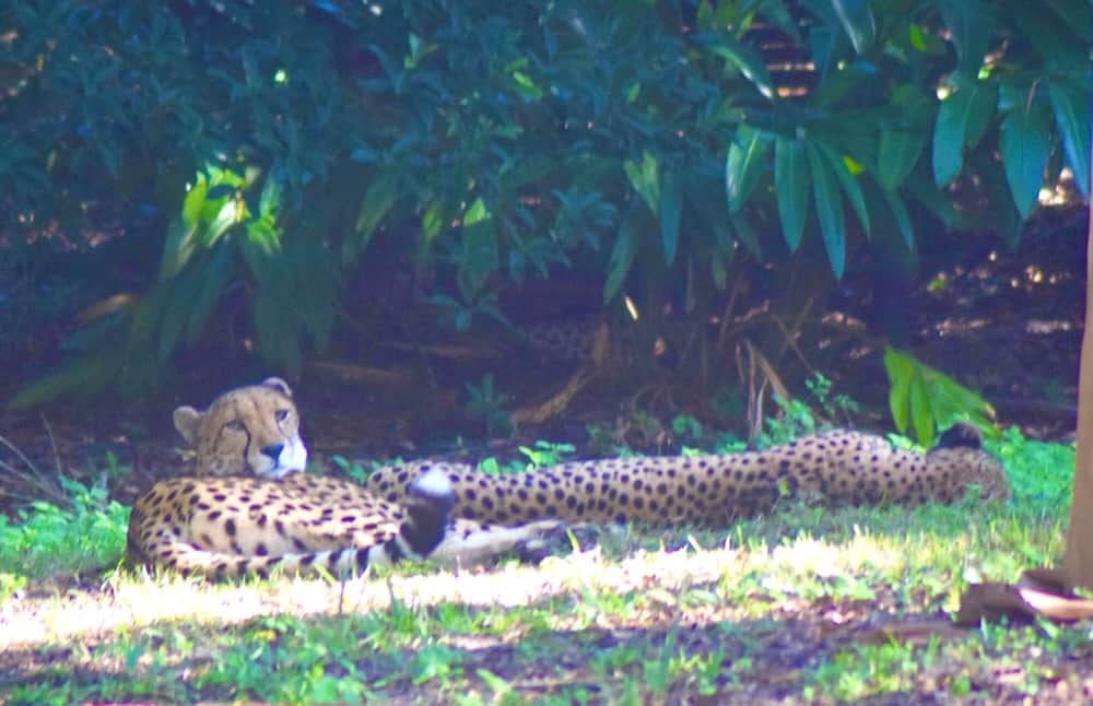 Cheetah seen on the Kilimanjaro Safari.