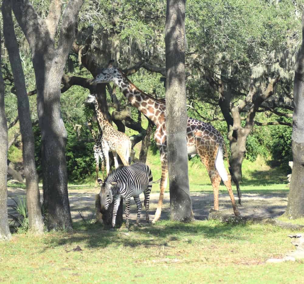 Giraffe and Zebra at the Animal Kinfdom.